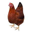 Chicken by CDmir230