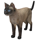 Siamese cat by Gwinna