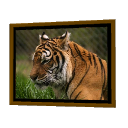 Frame Tiger by Emmanuel Puybaret