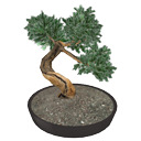 Bonsai tree by Scopia