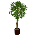 Ficus par Scopia
