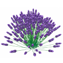 Lavender bush by Scopia