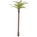Palm tree by Scopia