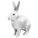 Rabbit by Scopia